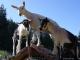 5th Annual Goat Festival In San Francisco 